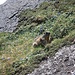 Prima marmotta di quest'anno