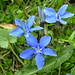 Frühlings-Enzian (Gentiana verna) 