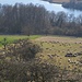 Die Schafherde ist aus dem Ried an den Hang gezogen