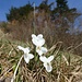 "ganz in Weiss"