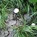 <b>Agarico semiovato (Anellaria semiovata)</b>. Questo fungo cresce solo sullo sterco; è un saprofita.