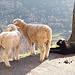 <b>Davanti alla chiesetta di Roncapiano vedo un gregge di pecore, con numerosi agnellini che si godono beati il bel sole primaverile … ignari che la Pasqua è imminente. </b>