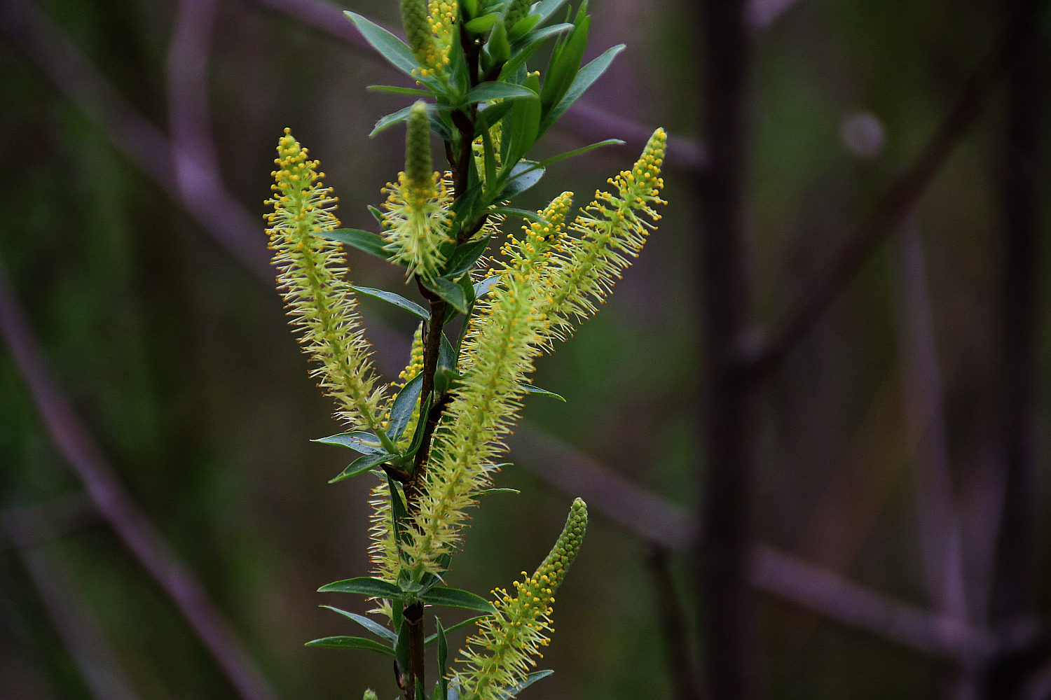 Kätzchen der Mandel-Weide (Salix triandra). - Fotos [hikr.org]