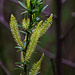 Kätzchen der Mandel-Weide (Salix triandra).