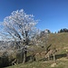 der "blühende" Baum bei der Alp Hochänzi ...