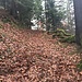 ... auf lauschigem Pfad, öfters laubreich
