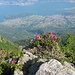 Fioritura di rododendri con alle spalle la piana di Colico