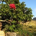 Zum Auftakt: Bougainvillea-Blüte neben unserer Unterkunft .....