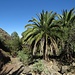 Mit dieser Palmenidylle möchte ich diesen Bericht schließen: es ist mucksmäuschenstill, die Sonne brennt wärmend vom wolkenlosen Himmel - La Gomera, das Wanderparadies schlechthin.