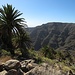 Palmen, Kakteen und derbes Niederholz prägen die Wanderwege des (südlichen) Gomera.
