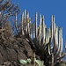 Immer wieder haben wir einen Bick auch für die Flora, sofern man von einer solchen im lieblichen Sinne dieses Wortes sprechen kann: typische Wüstengewächse entspringen dem äußerst kargen Boden.