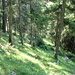 im schönen, schattigen Wald