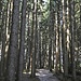 Teilweise "sieht man den Wald vor lauter Bäumen nicht".