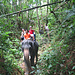 Auf einem grösseren Elefantentrekking im Khlong-Phanom National Park.
