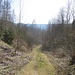 Nach der Straßenquerung führte dieser Weg in den Tobel. Ein kurzes Stück Forstweg folgte und auf Waldboden ging es angenehm bis auf die Höhe weiter.