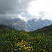 Obere Grindelwaldgletscher avec nuages menaçants et boutons d'or