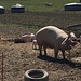 glückliche Schweine in Buchenloo