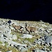 Camosci nei pressi del Rifugio Guglielmina