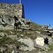 Camosci nei pressi del Rifugio Guglielmina