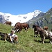 salendo verso Sitten