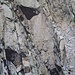 La stupenda e monolitica parete rocciosa che dalla vetta della Pointe des Sept Lacs scema nel lago di Capitello.<br />In foto è ritratto il tratto iniziale della via di arrampicata SYMPONIE D'AUTOMNE che parte dal lago stesso...<br />Se ingrandite l'immagine, a circa metà parete e più precisamente a destra del grande diedro roccioso, si vede chiaramente un climber...