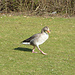 Schreitende Gans