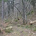 Der Weg im Gebiet Hangelimatt.