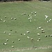 Auch schwarze Schafe waren darunter ;-)