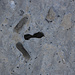 Another Dino track