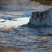 Yellowstone NP
