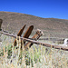Bodie