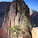 Zion NP
