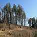 danach geht es meistens durch den Wald bis hinauf zur Landmark