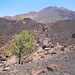 Einsamer Baum im Lavagelände - im Hintergrund der Pico Viejo und der Teide