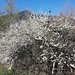 Blühende Schwarzdornhecke