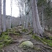 im lichten, schönen Wald ...