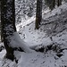 der Weiteranstieg verläuft nun definitiv im Schnee ...