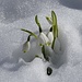Frühlings-Knotenblume (Leucojum vernum) growing through the snow!