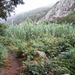 Oberhalb von Chamorga - die Vegetation ist komplett anders, als in den westlichen Teilen der Insel