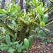 Leuchtendes, saftiges Grün