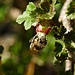 Wilde Stachelbeere (Ribes uva-crispa) mit Biene / con ape
