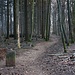Auf dem Gratweg im Wald zum Gossen Sunnenberg. Foto beim Grenzstein P.594m.