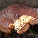 Ein Zinnoberschwamm oder Zinnoberrote Tramete<br />(Pycnoporus cinnabarinus)