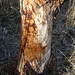 Biberspuren - ev. behandelt, um den Baum zu schützen