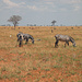 Zebras in der Savanne des Tsavo Ost.