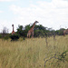 Giraffen im Tsavo West.