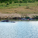 Flusspferde im Tsavo-River.