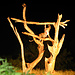 Ein Leopard am Abend bei der Ngulia Safari Lodge.