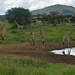 Giraffen im Tsavo West.