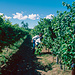 Tatsächlich, Cabernet Sauvignon